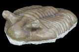 Asaphus Punctatus Trilobite - Russia #78538-2